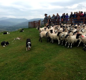 Kissane Sheep Farm in Ireland is part of the escorted tour.